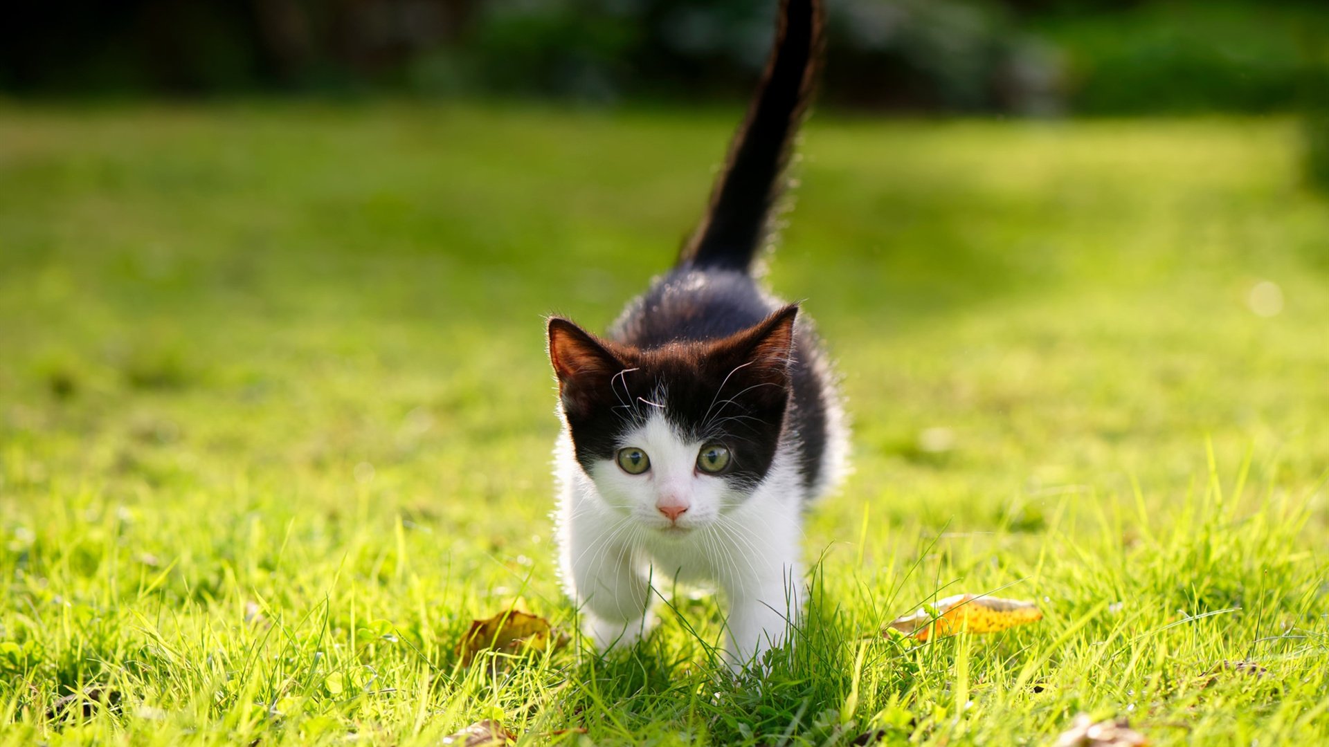 足球外交，内马尔成为关键先生，化解哥伦比亚对伊朗封锁危机