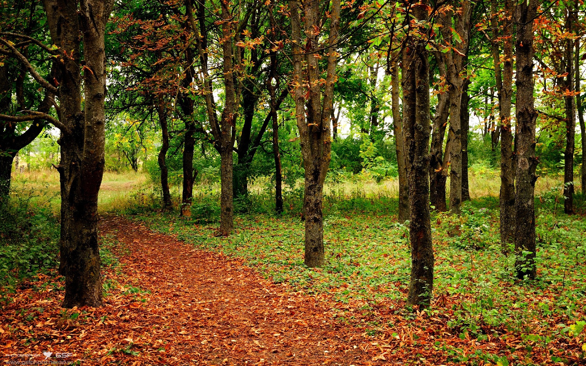 基米希魔力驱动战车，德国攻坚硬仗克埃及