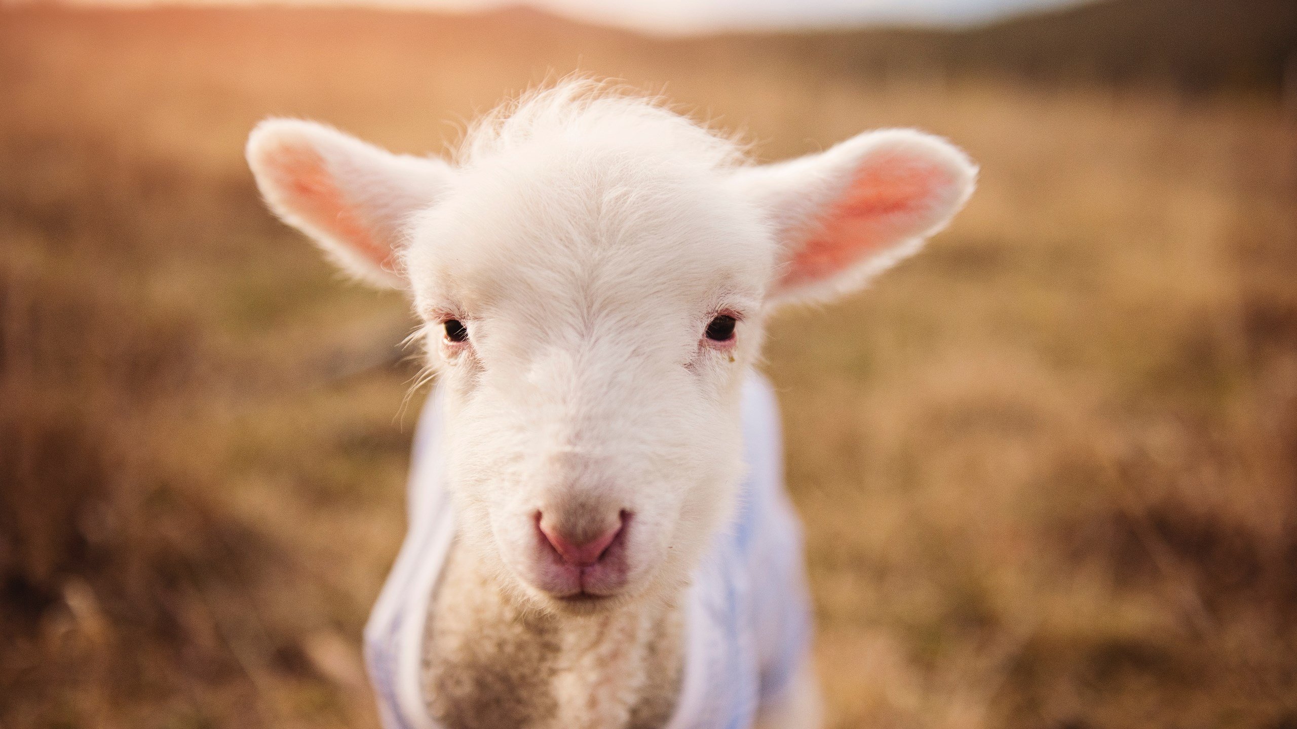 太阳陨落，悬念消解，东决关键战的战术复盘与悬念终结密码