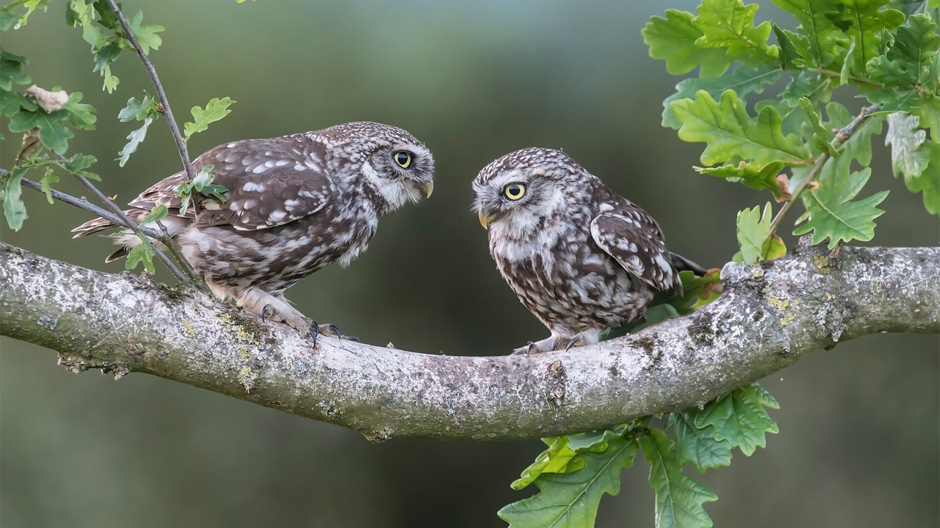 F1新赛季揭幕战之夜,德罗赞压力下完成爆发,跨越赛场的竞技双生