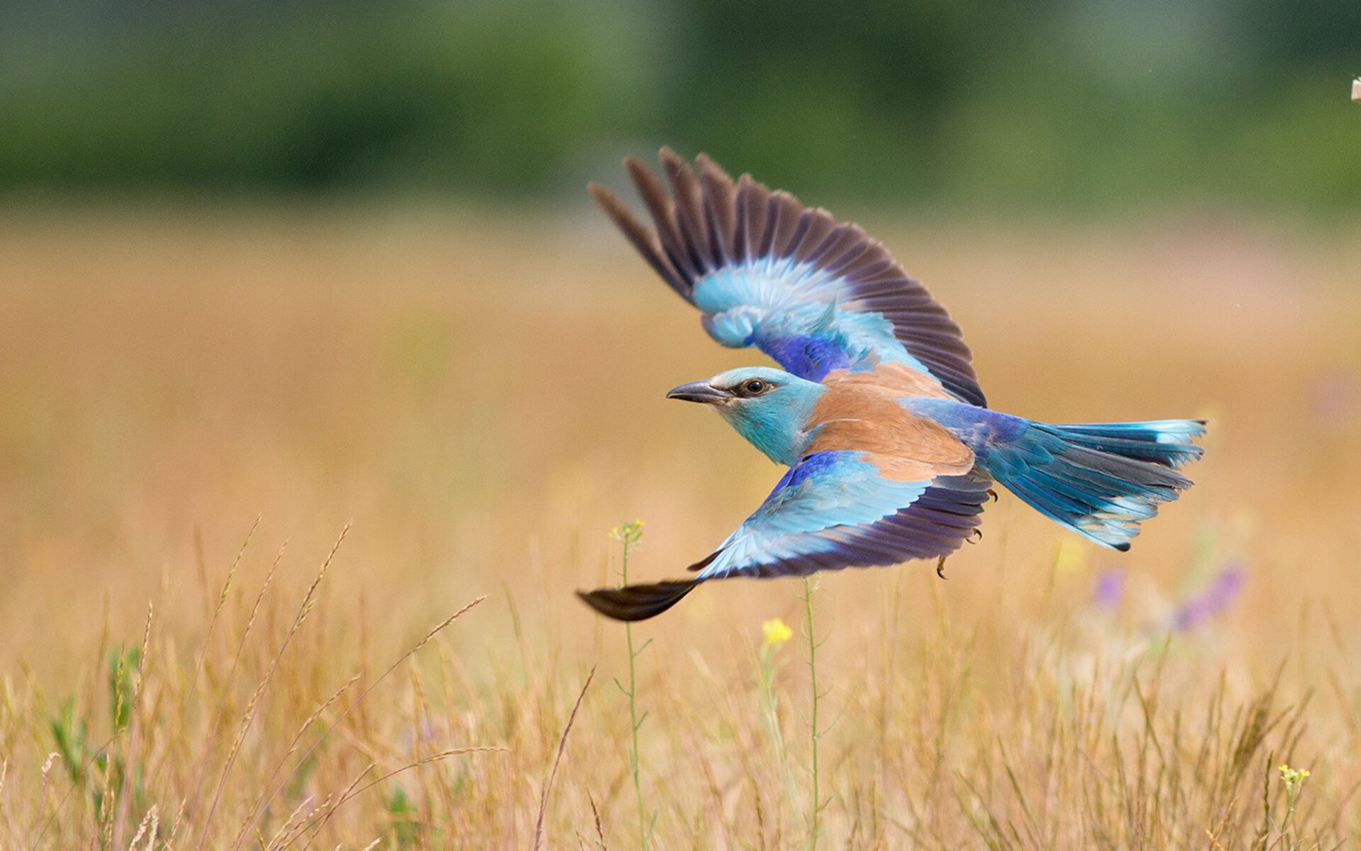 节奏的艺术，范弗利特精微操盘，开拓者轻取爵士的背后棋局