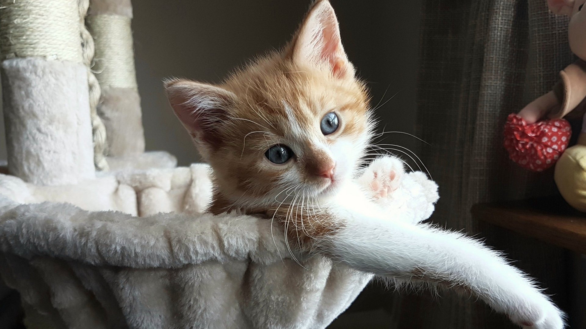 F1之夜与绿茵之魂,在极限的呼吸中,谁完成了自我救赎?