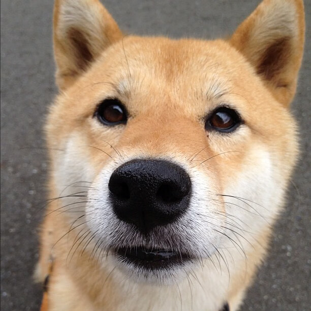 罗德里引爆全场!AC米兰4-1神奇逆转贝蒂斯,一波流终结悬念