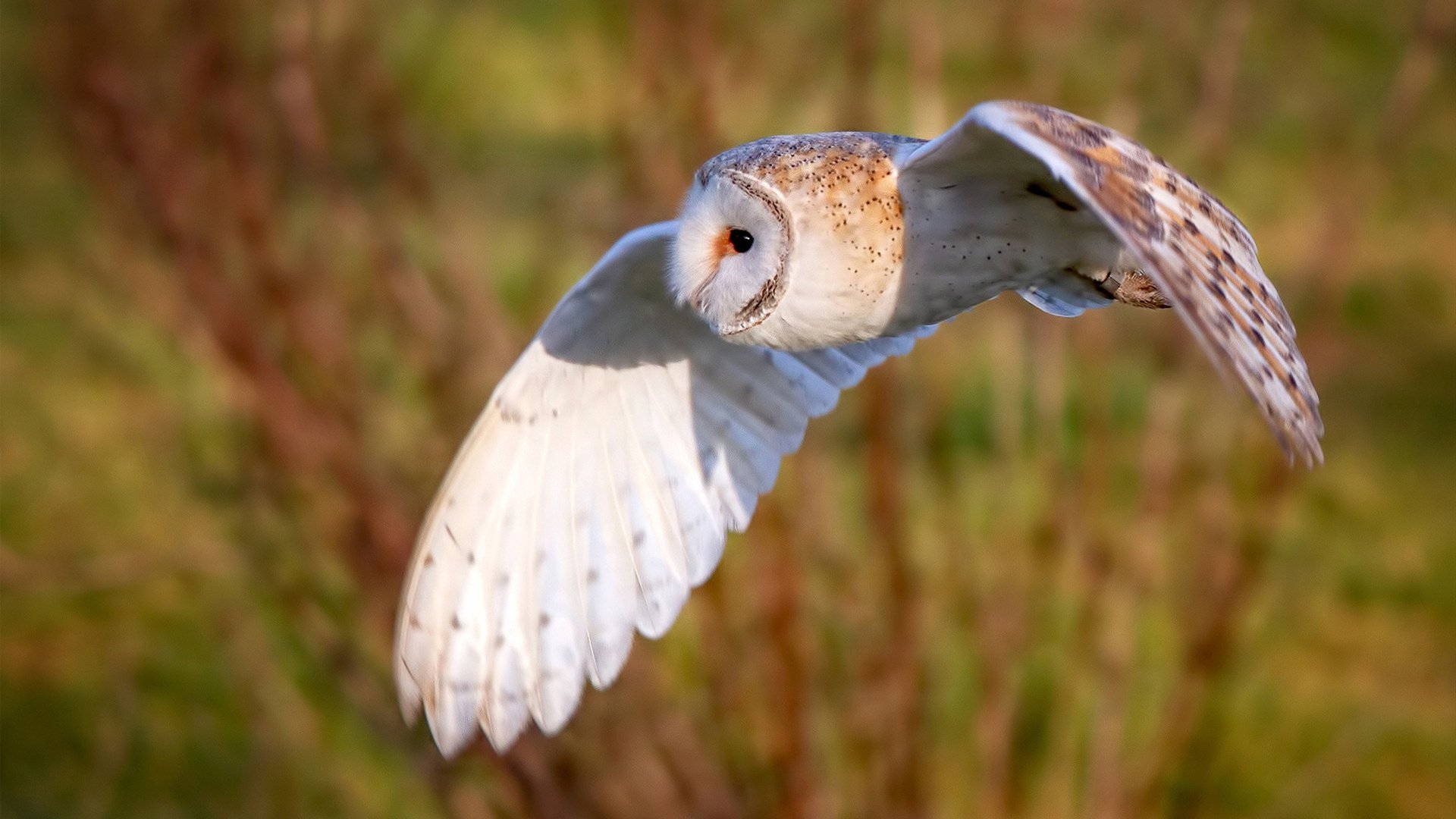 世俱杯改制-文班亚马内线擎天惊世爆发，老鹰节奏大师稳控火箭升空轨迹