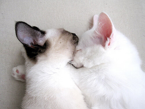 库尔图瓦神级接管！2026北美之夏，他只手扼杀韩国，托起埃及新王朝