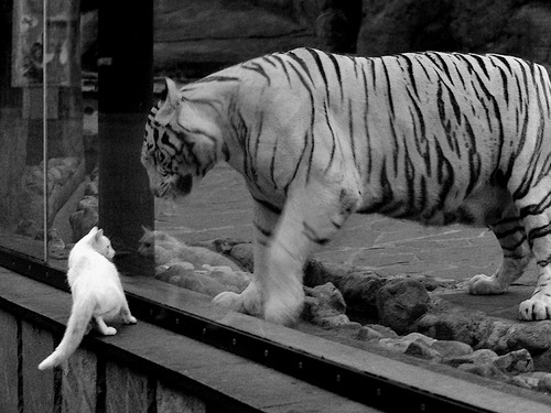 世俱杯直播-击碎马德里，戈麦斯在巨人舞台上写下新篇