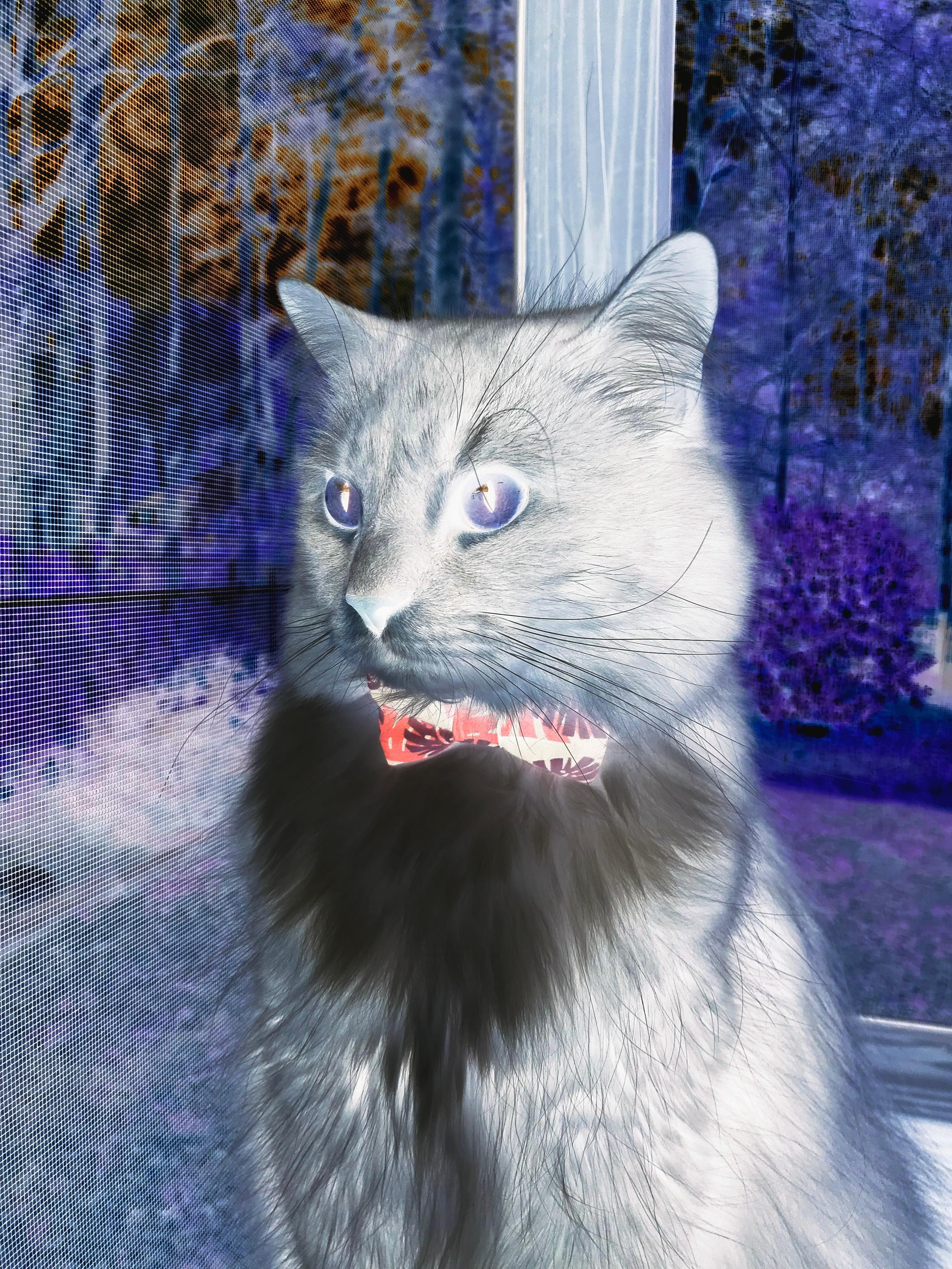 世俱杯决赛-巨星定律与团队逆袭，拉文大舞台魔咒再现，黄蜂加时血战降服开拓者