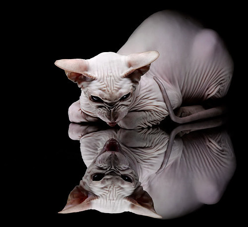 世俱杯参赛资格-星光黯淡之夜，欧文的闪电战让美加墨世界杯悬念提前终结