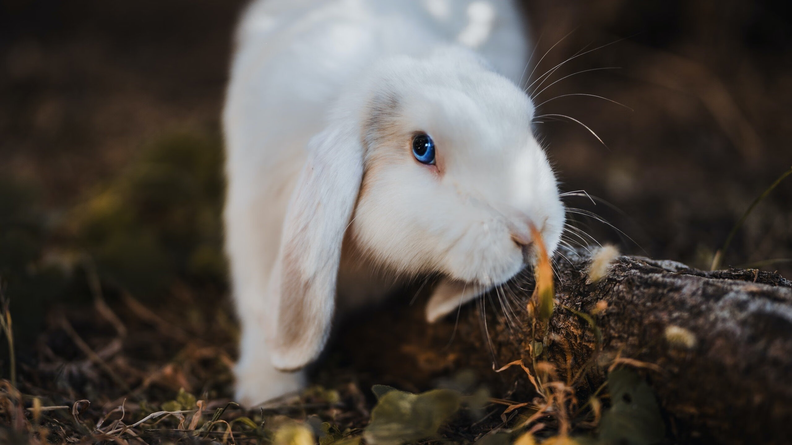 东亚风暴，黄喜灿的国家德比与日本的乌克兰收割