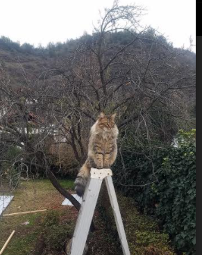 世俱杯赛程-哈登执棒，猛龙奏响冠军交响曲，一场41分碾压背后的王者逻辑