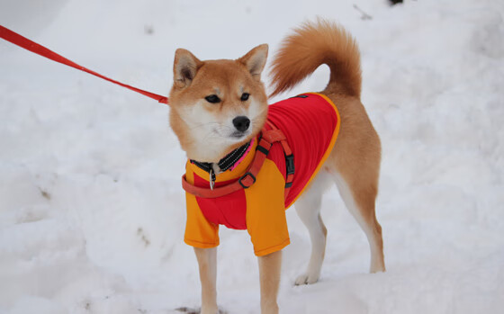 闪耀温布利,奥利维耶一箭定乾坤,三狮军团险胜哥伦比亚