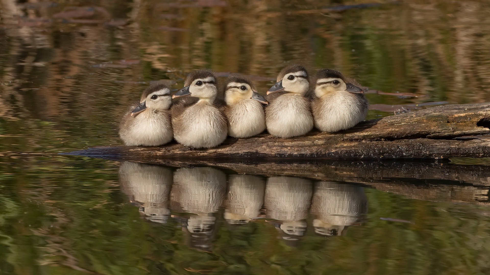 连珠炮火力全开!山西队连续得分压制太阳,杜兰特关键三分定乾坤
