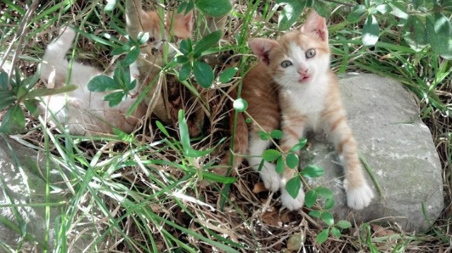 爱德华兹天神下凡！完美发挥率灰熊逆袭独行侠，新生代领袖锋芒毕露