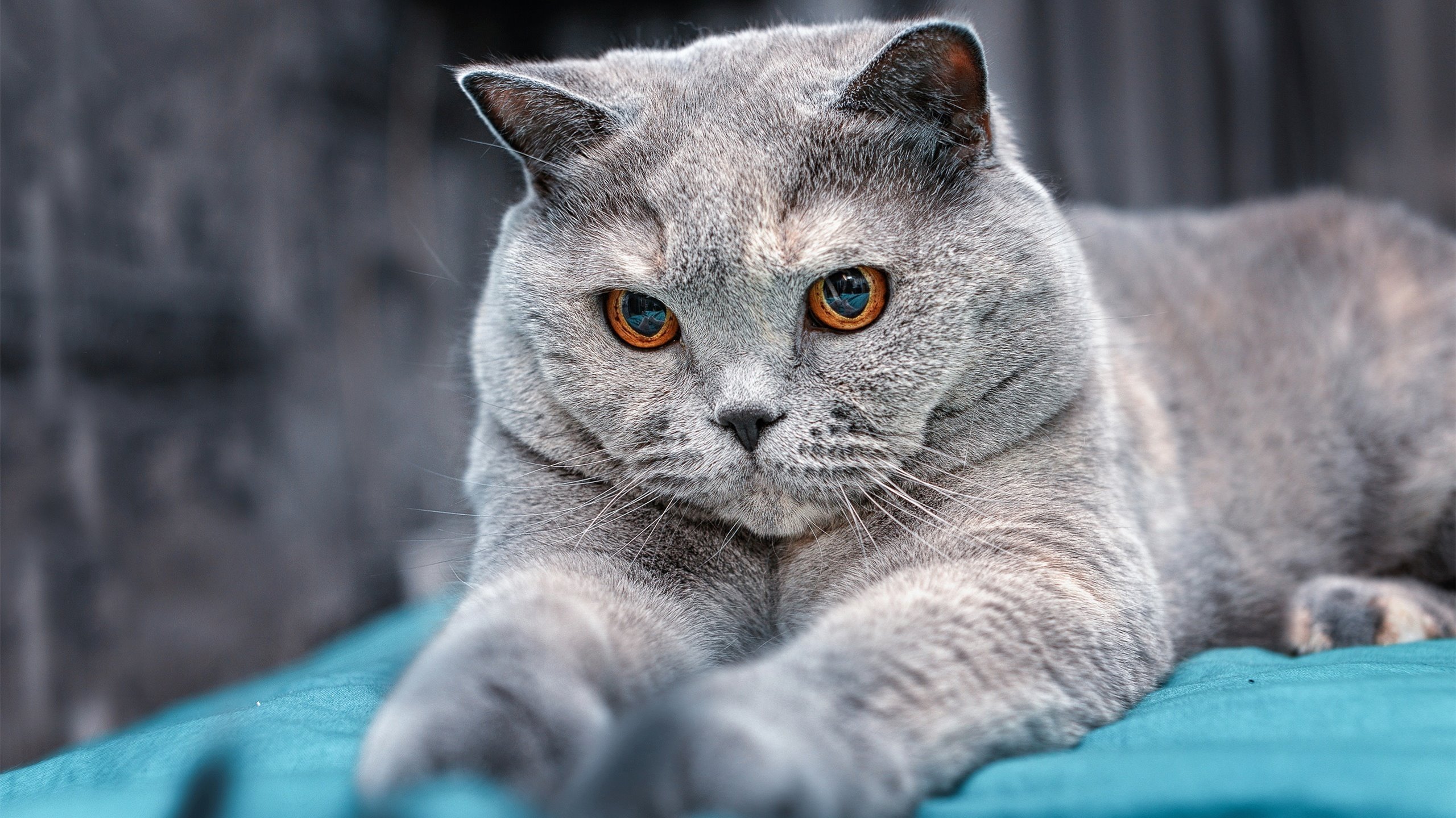 阿什拉夫·哈基米主宰战局，莱比锡红牛对阵马里友谊赛的胜利之钥