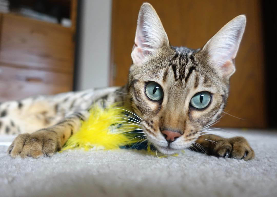 惊世逆转！姆巴佩接管世界排名争夺战之夜