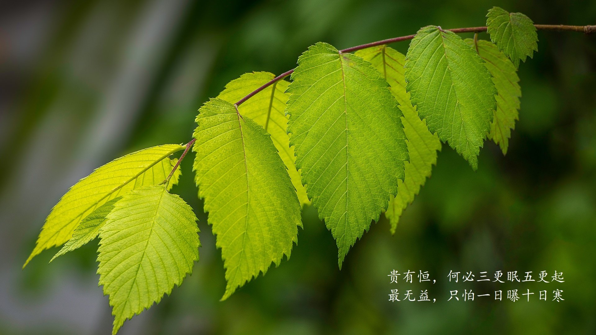 2026世界杯H组惊魂夜，西班牙碾压开局却遭塔雷米神级逆转，喀麦隆绝境翻盘