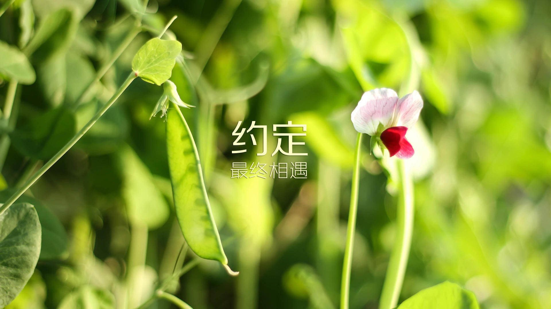 凯恩掌控节奏,乌拉圭稳握出线主动权—2026世界杯D组焦点战侧记